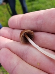 Psathyrella atrospora