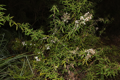 Image of Olearia stellulata by (c) Greg Tasney, some rights reserved (CC BY-SA)