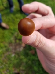 Psathyrella atrospora