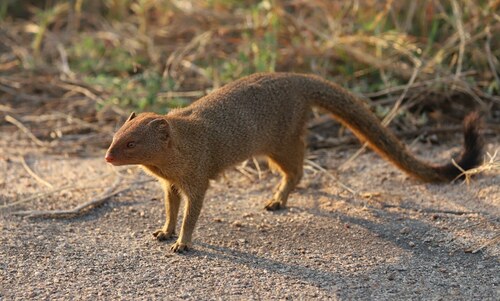 Herpestes sanguineus