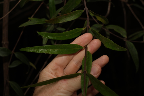 Image of Parsonsia brownii by (c) Greg Tasney, some rights reserved (CC BY-SA)