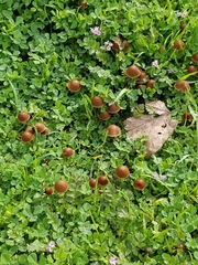 Psathyrella atrospora