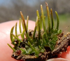 Anthoceros agrestis