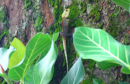 Calotes versicolor observed 2023-12-22