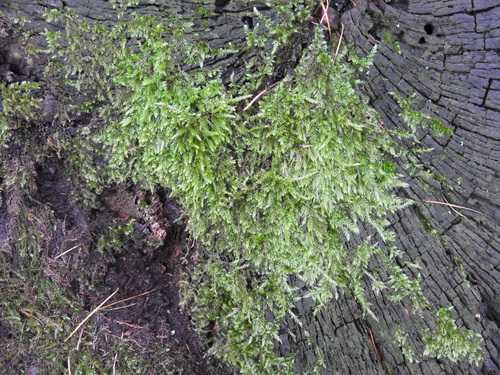 rakyt cyprusovitý (Hypnum cupressiforme)
