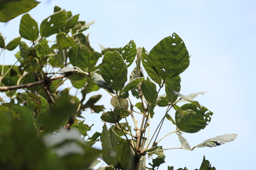 Ujjain Desmodium Tree (Ougeinia oojeinensis)
