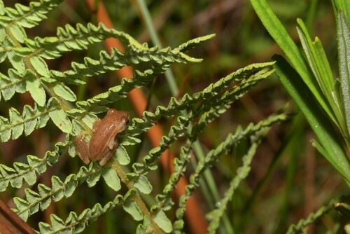 Dwarf Reed Frog, Hyperolius minutissimus