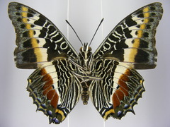 Charaxes castor castor