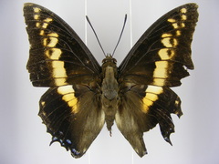 Charaxes castor castor