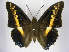 Charaxes castor castor