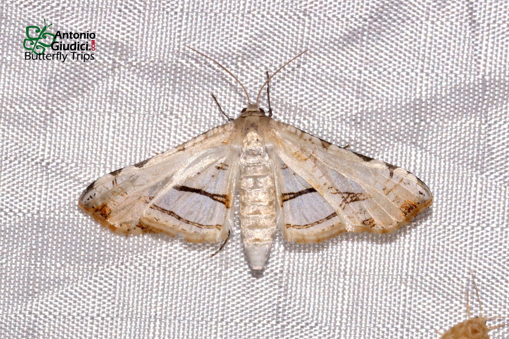 Herdonia pulchella