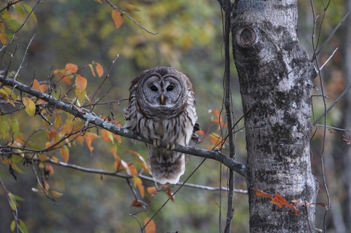 Barred Owl photographed in Mississippi
