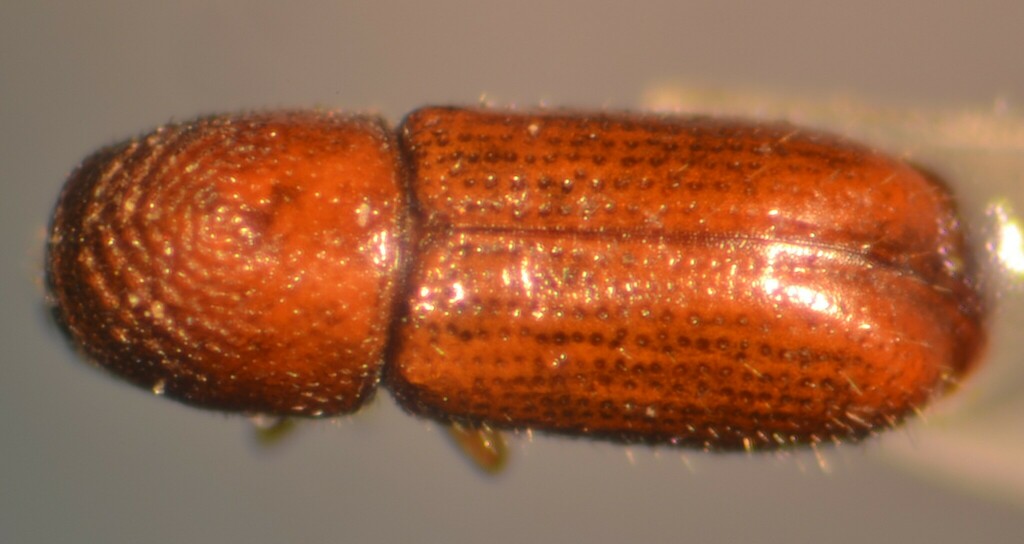 Pityophthorus morosovi