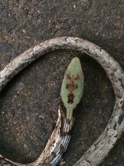 Thelotornis capensis capensis