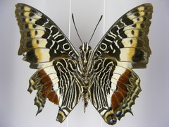 Charaxes castor castor