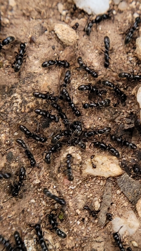 Lioponera senescensLioponera senescens