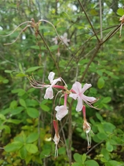 Rhododendron canescens image