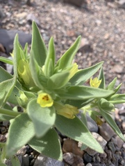 Mohavea breviflora