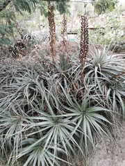 Puya meziana