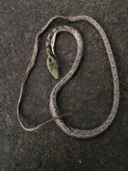 Thelotornis capensis capensis