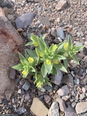 Mohavea breviflora