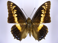 Charaxes castor castor