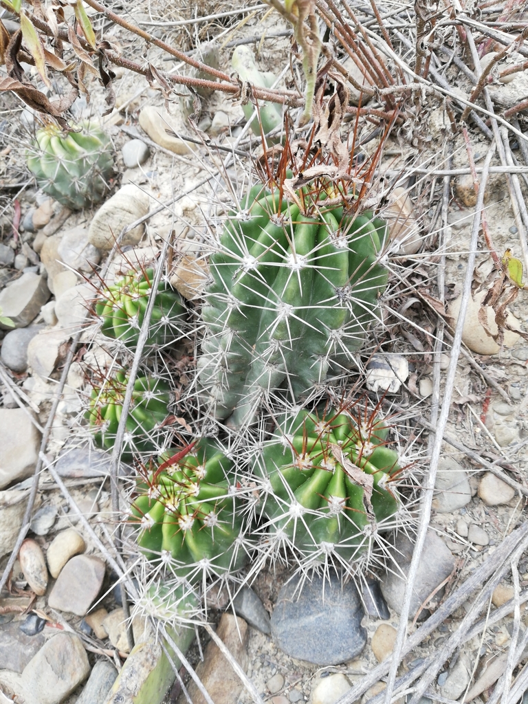 Echinopsis bridgesii