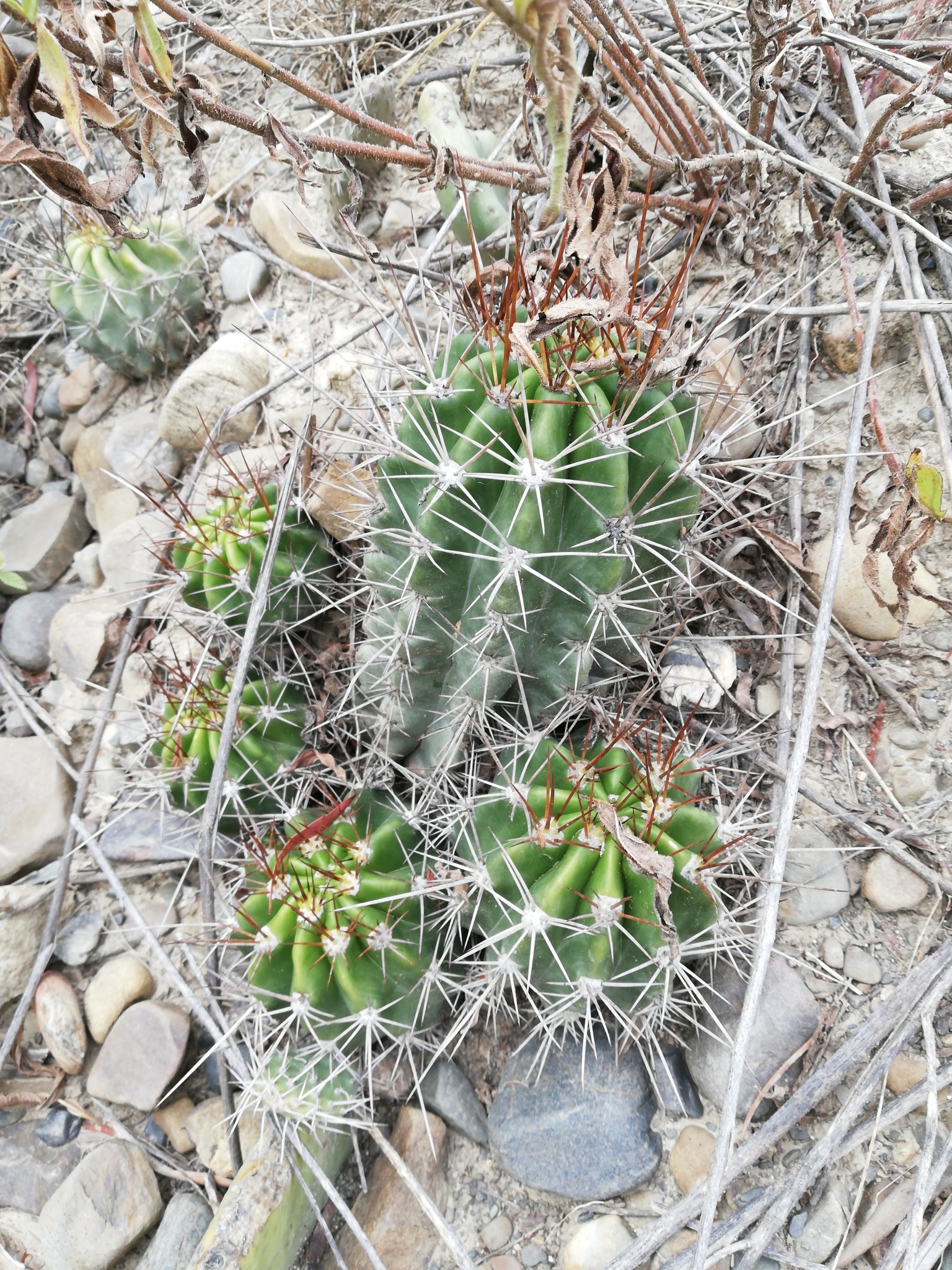 Echinopsis bridgesii