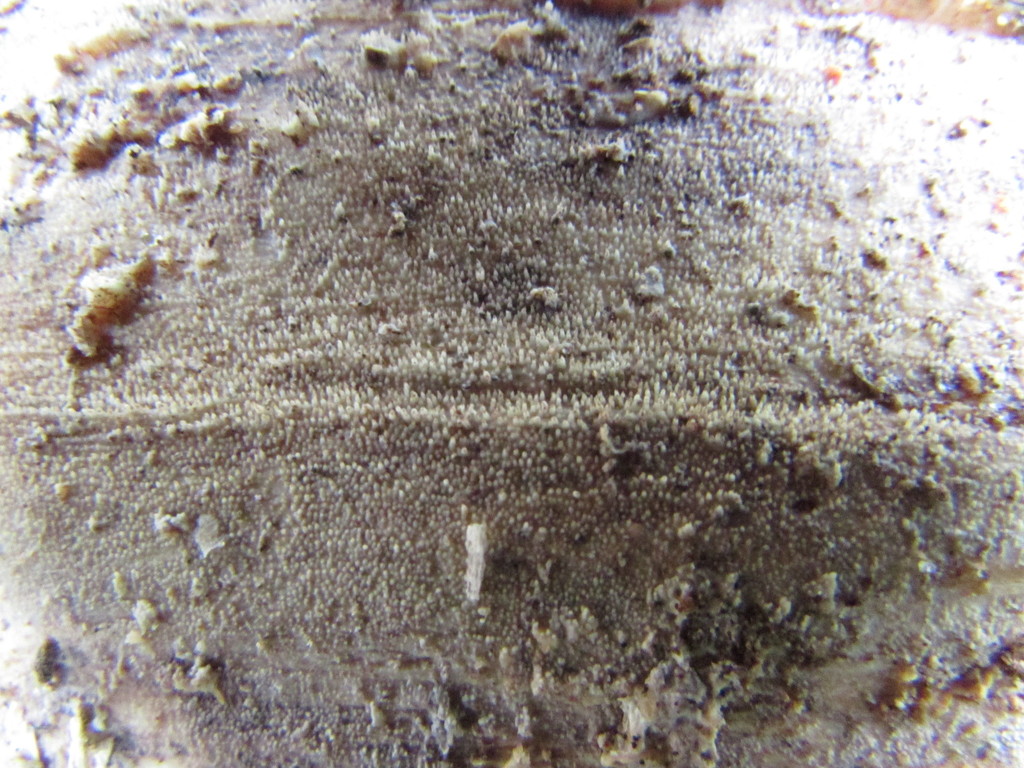 Resinicium
