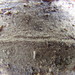 Resinicium - Photo (c) maricel patino, algunos derechos reservados (CC BY-NC), subido por maricel patino
