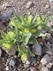 Mohavea breviflora