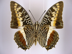 Charaxes castor castor