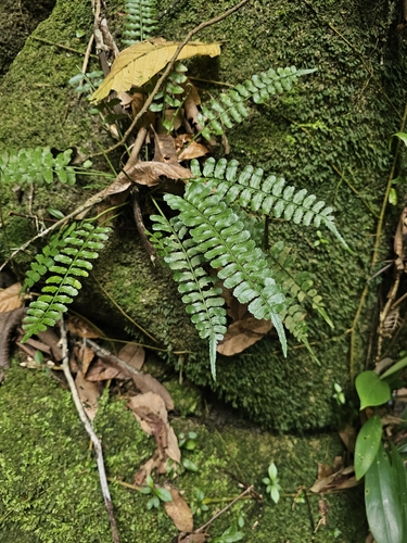 Asplenium tenerum iNat (3)