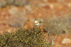Chestnut-Breasted Whiteface photo 2