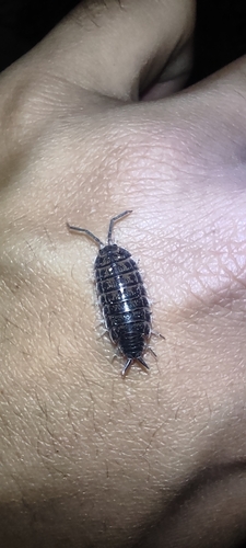 Protracheoniscus orientalis