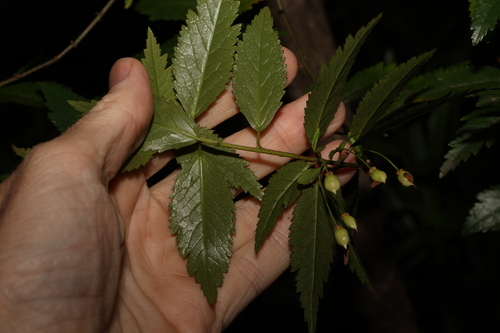 Image of Aristotelia peduncularis by (c) Greg Tasney, some rights reserved (CC BY-SA)