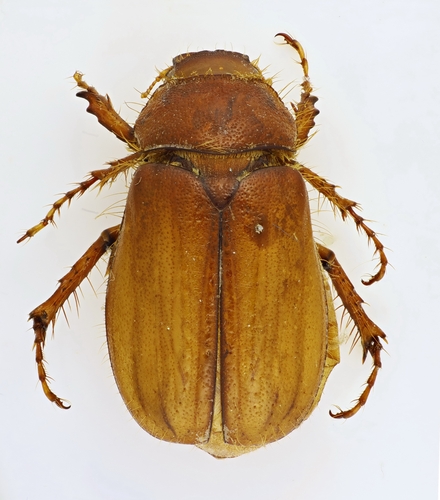 Rhizotrogus camerosensis