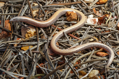 Bronzeback photo 2
