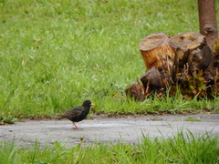 Sturnus vulgaris