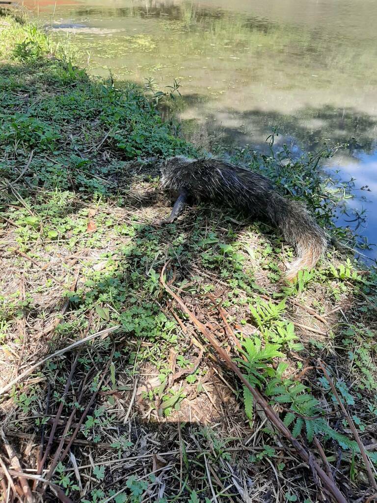 Crab-eating Mongoose in August 2023 by inatpeshualien001 · iNaturalist