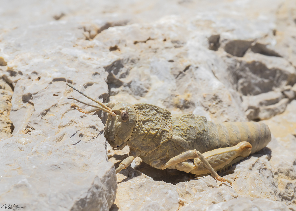 Ocnerosthenus
