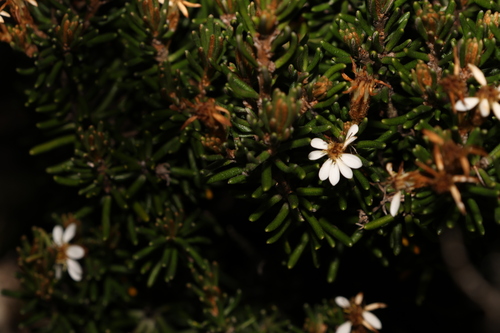 Image of Olearia ledifolia by (c) Greg Tasney, some rights reserved (CC BY-SA)