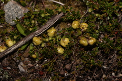 Gaultheria tasmanica, photograph (c) Greg Tasney, some rights reserved (CC BY-SA)