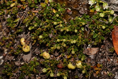 Gaultheria tasmanica, photograph (c) Greg Tasney, some rights reserved (CC BY-SA)
