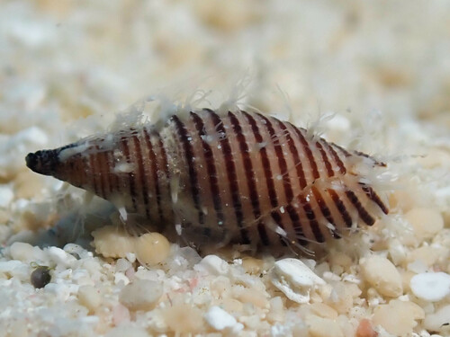 Domiporta filaris observed 2023-12-19