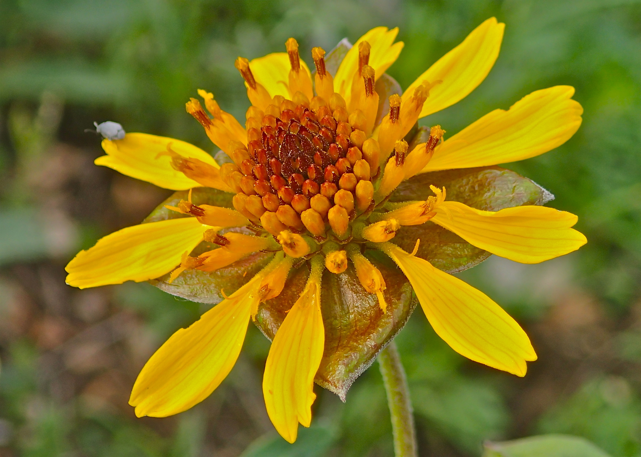 Tetragonotheca texana