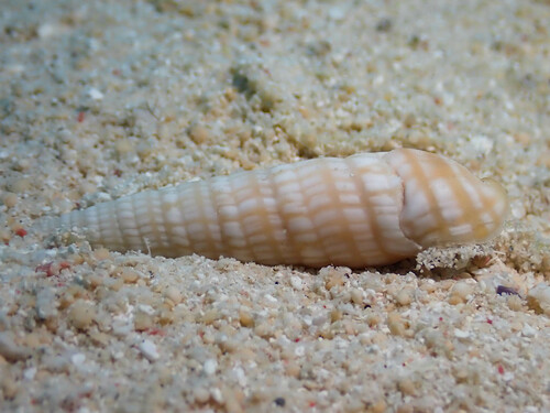 Terebra cerithina observed 2023-12-20