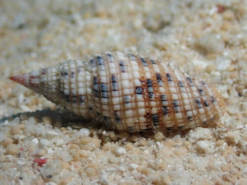 Neocancilla papilio observed 2023-12-19