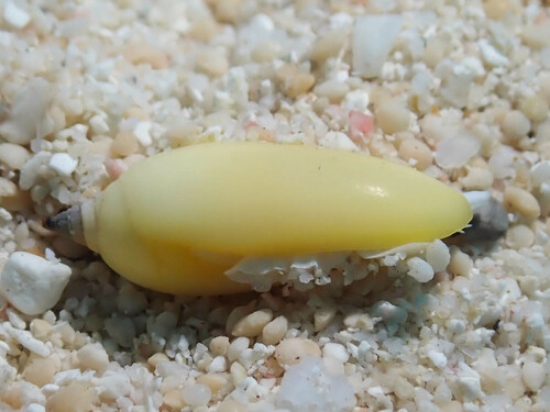 Imbricaria olivaeformis observed 2023-12-21