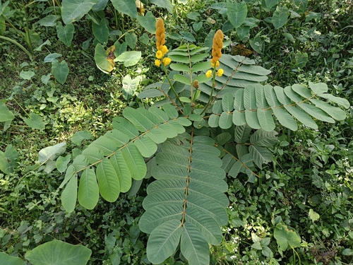 Senna alata